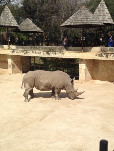 Rhino