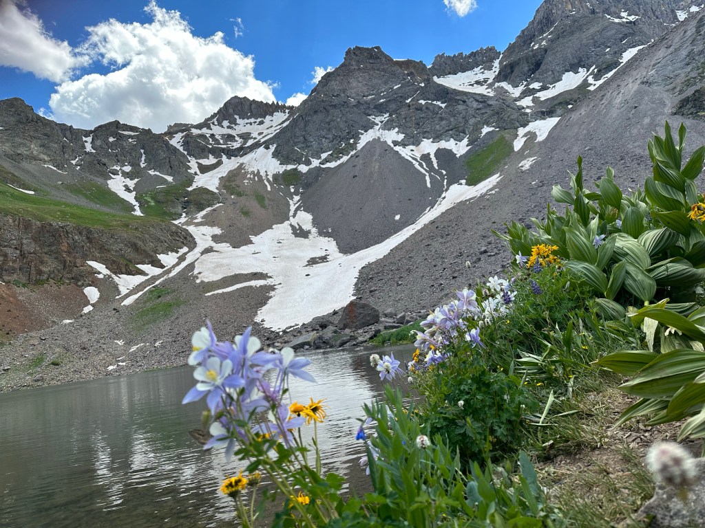Columbine flowers with an alpine lake and mountains in the background. 